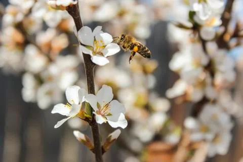 Bee flies Stock Photos