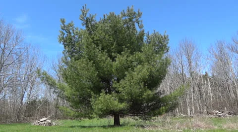 Bee Flies by Pine Tree Vidéo 23099688