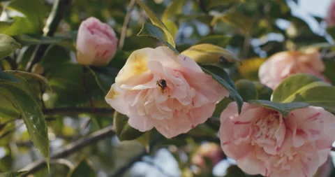 Bee flies onto pink flower Stock Footage 204384777