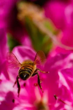A bee flies to the pink flowers. Stock Photos