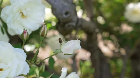 Bee flies off rose bud slow motion Stock Footage 153875788