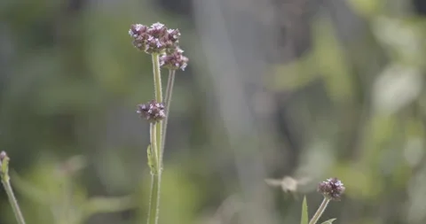 Bee Flies in Slow Motion and Lands on Flower Stock Footage 153378200