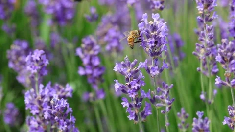 Bee flies sucking the nectar from fragrant lavender flowers Stock Footage 196735924