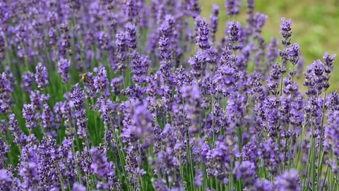 Bee flies sucking the nectar from fragrant lavender flowers in spring Видео 196736212