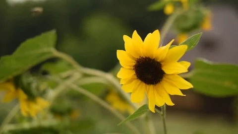 The bee flies up to the sunflower Stock Footage 76642026