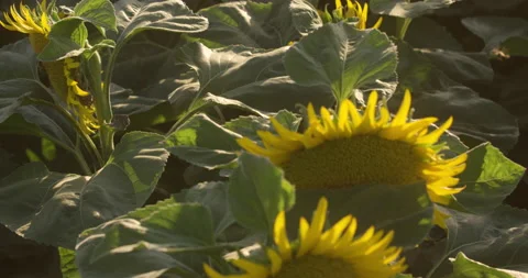 A bee flies through sunflowers  in bright sun Stock Footage 161829475