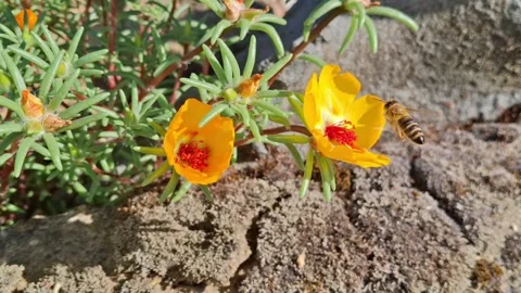A bee flies on the yellow Moss Rose flower. Portulaca grandiflora. 4K Video Stock Footage 283272848