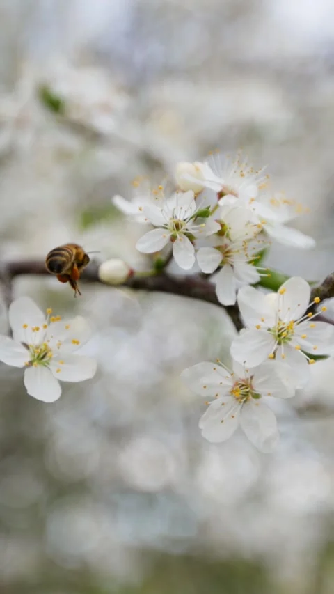 Bee in Flight Among Blossoming Tree Branches Captured in Vertical Frame Stock Footage 335970297