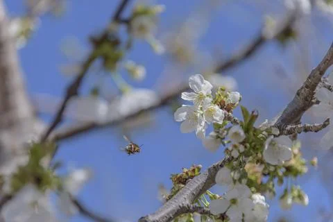 Bee in flight on cherry blossom. The problem of the disappearance of bees. Stock Photos