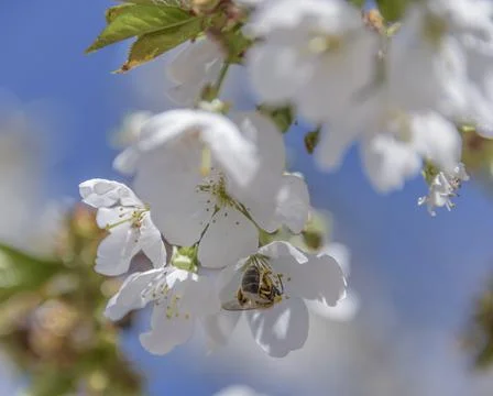 Bee in flight on cherry blossom. The problem of the disappearance of bees. Stock Photos