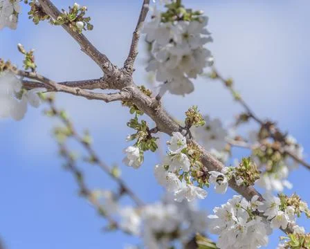 Bee in flight on cherry blossom. The problem of the disappearance of bees. Stock Photos