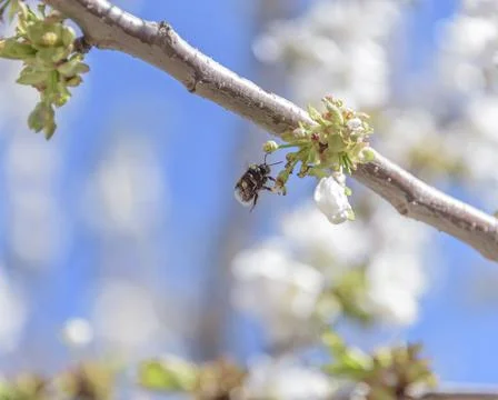 Bee in flight on cherry blossom. The problem of the disappearance of bees. Stock Photos