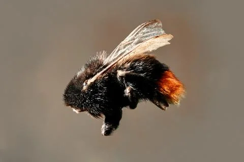 Bee in flight close-up .close up Stock Photos