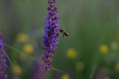 A bee in flight. Close up of one bee collecting pollen on the spring purple f Stock Photos