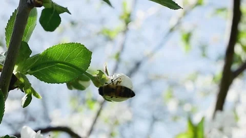 Bee flight. Collecting nectar on forest fruit flowers Stock-Footage 278717024