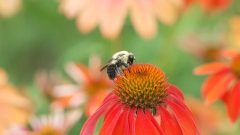 Bee flight Stock Footage 92668377