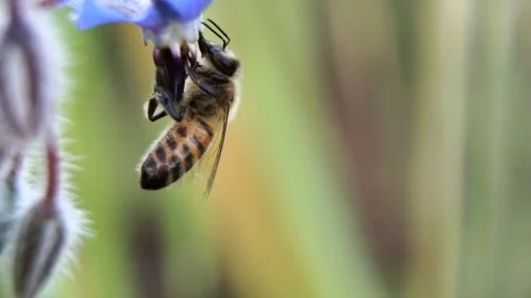 Bee flight 動画素材 107068839