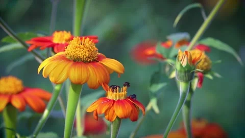 Bee in flight landing on a sunflower Stock Footage 135740068