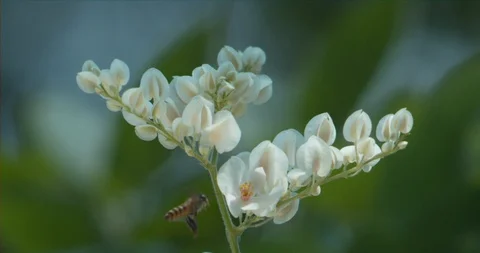 Bee in flight looking for Nectar among white flowers in slow motion Stock Footage 97839717