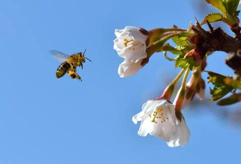 Bee in flight Stock Photos