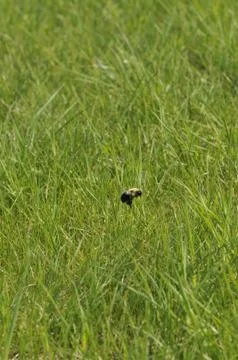Bee in flight Stock Photos