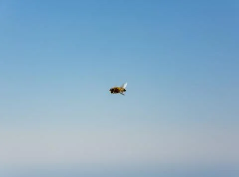 Bee in flight Stock Photos