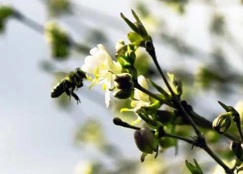 Bee in flight Stock Photos