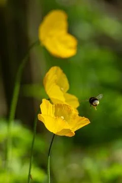 Bee in flight Stock-Fotos