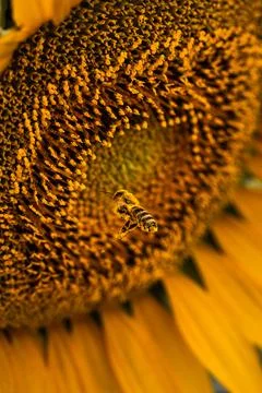 Bee in Flight at Sunflower at Sunset Stock Photos