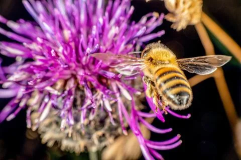 Bee in fligt Stock Photos