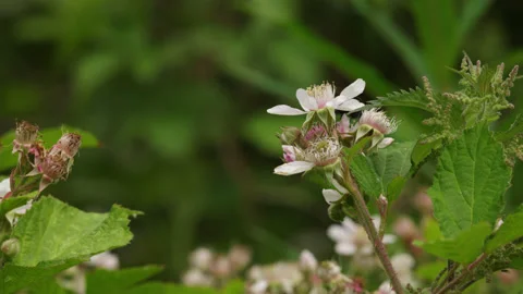 A bee flits between bramble flowers feeding on nectar - close up. 4K tripod Stock Footage 205368790
