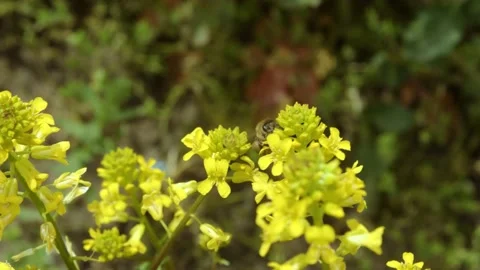 A bee floats around pollinating yellow wildflowers in a field. 4k60p Stock Footage 130721239