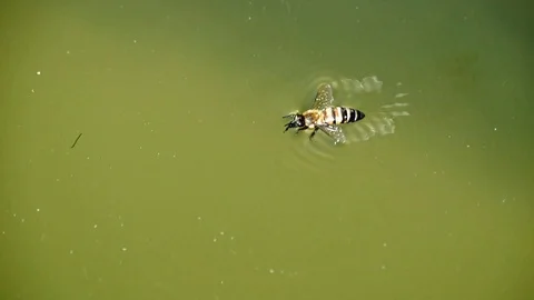 The bee floats on the surface of the water in very strong heat and drinks water. Stock Footage 101840186