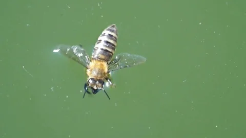 The bee floats on the surface of the water in very strong heat and drinks water. Stock Footage 101840201
