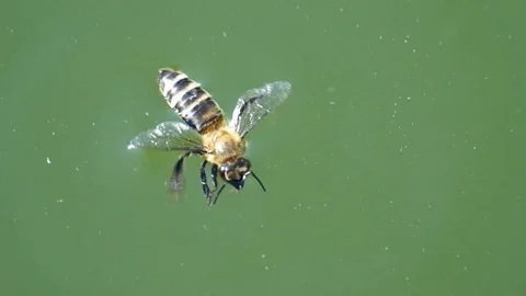 The bee floats on the surface of the water in very strong heat and drinks water. Video stock 102088662