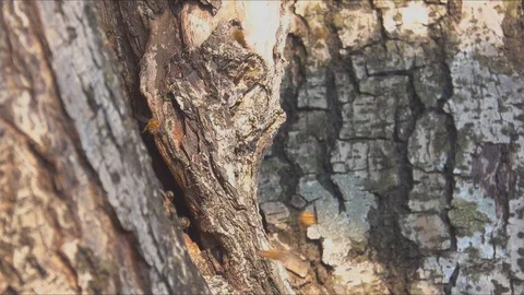 Bee flock insects flying to hole nest Stock Footage 103906195