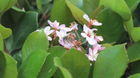 Bee on a Flower 01 Stock Footage 1102569