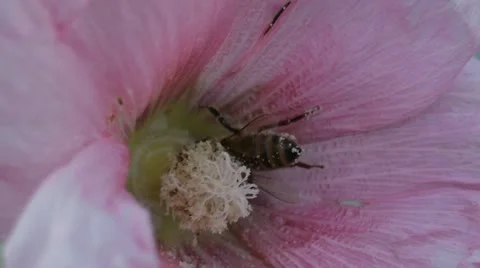 Bee on flower 01 Video stock 20541252