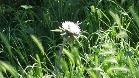 A bee on a flower 01 Stock Footage 259805348