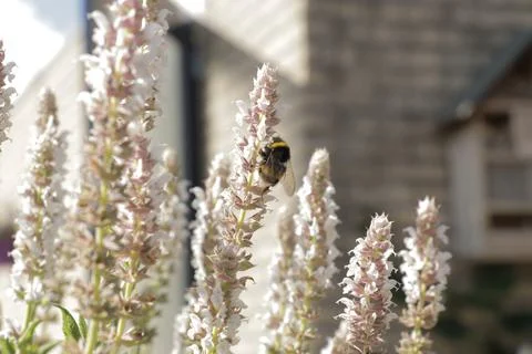 Bee on flower 01 Stock Photos