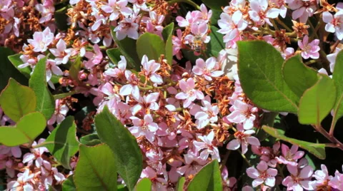 Bee on a Flower 02 Stock Footage 1102561
