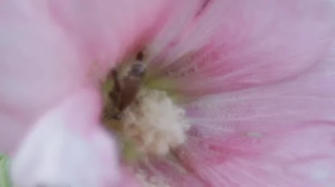 Bee on flower 02 Video stock 20541195