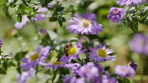 Bee with flower 02 Stock Footage 162116657