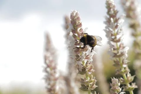 Bee on flower 02 Foto stock