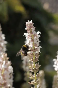 Bee on flower 05 Foto stock