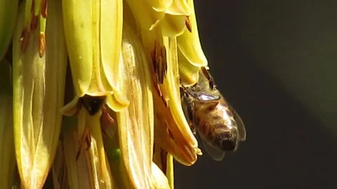 Bee in flower 1 of 2 Video stock 152741803