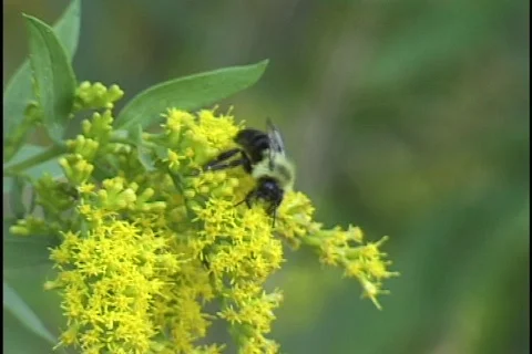 Bee on Flower 1 Stock Footage 296816