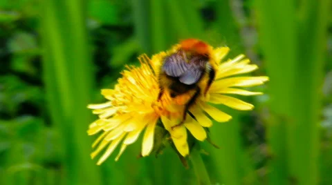 Bee On A Flower 1 스톡 동영상 506890