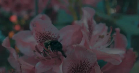 The Bee On The Flower 1 Stock Footage 155648743