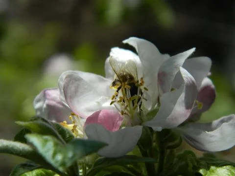 Bee on a flower 1 Stock Photos